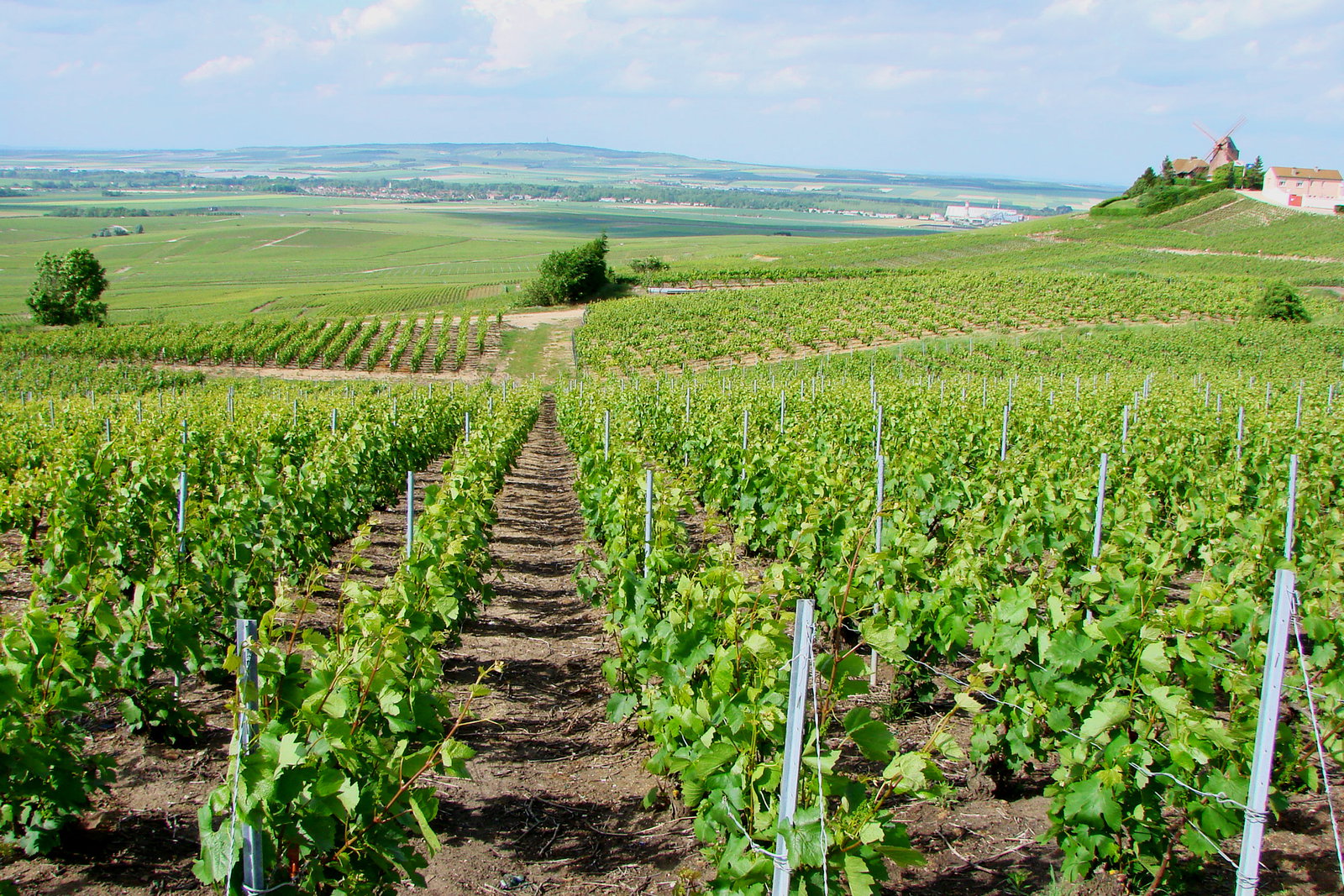 Vacation photography session in Reims & the Champagne vineyards, France