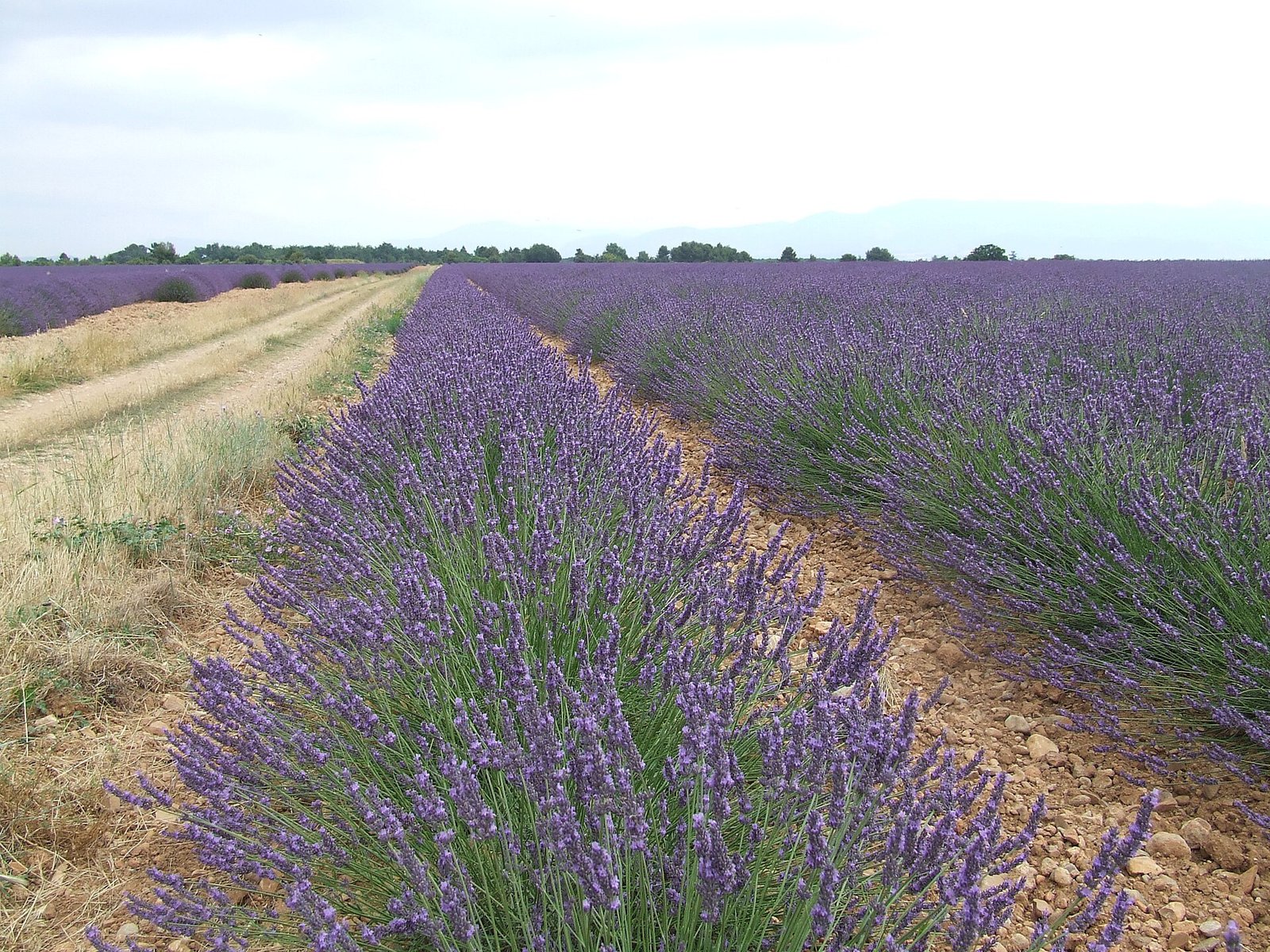 Vacation photography session in Valensole & the lavender fields, France